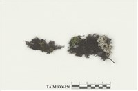 藏品(耳葉蘚屬)的圖片